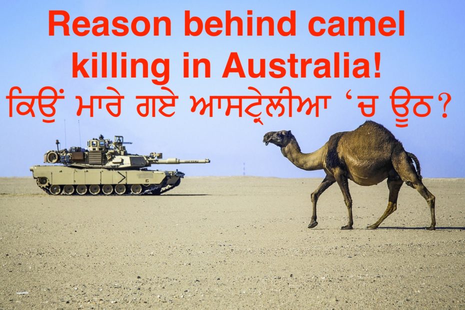 Episode 132 | Pendu Australia | Camel Hunting/Killing in Australia