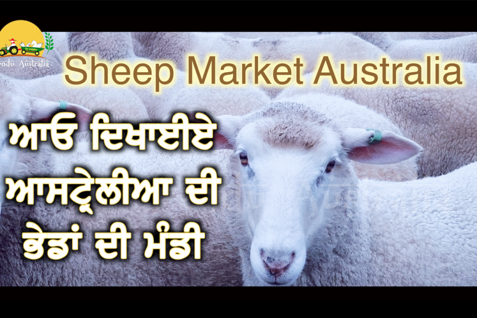 Episode 133 | Pendu Australia | Sheep Market Australia